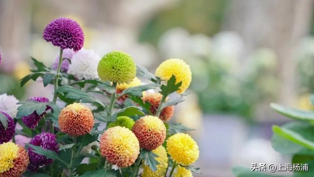 闭幕倒计时！错过就要等明年！