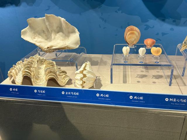 温州博物馆的超详细参观体验攻略,欢迎收藏