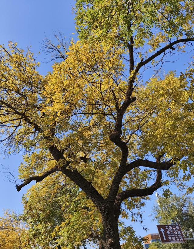 “北平之秋便是天堂” | 五四大街的金色浪漫！