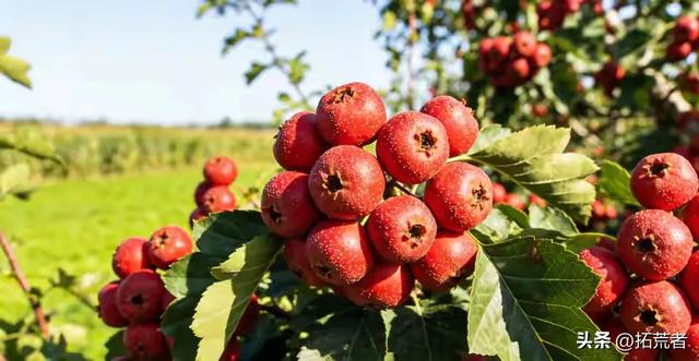 山东人集体“弃喝”山楂树下？一场发货乌龙，咋就惹怒了半个山东