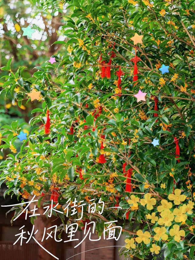 水街秋日限定，桂花味的约会太甜了🍂