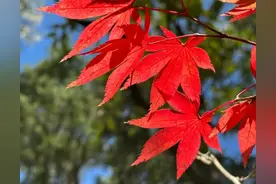 鲁迅：《狂人日记》里的吃人世界图片