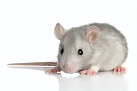 家中放一物老鼠全没有图片