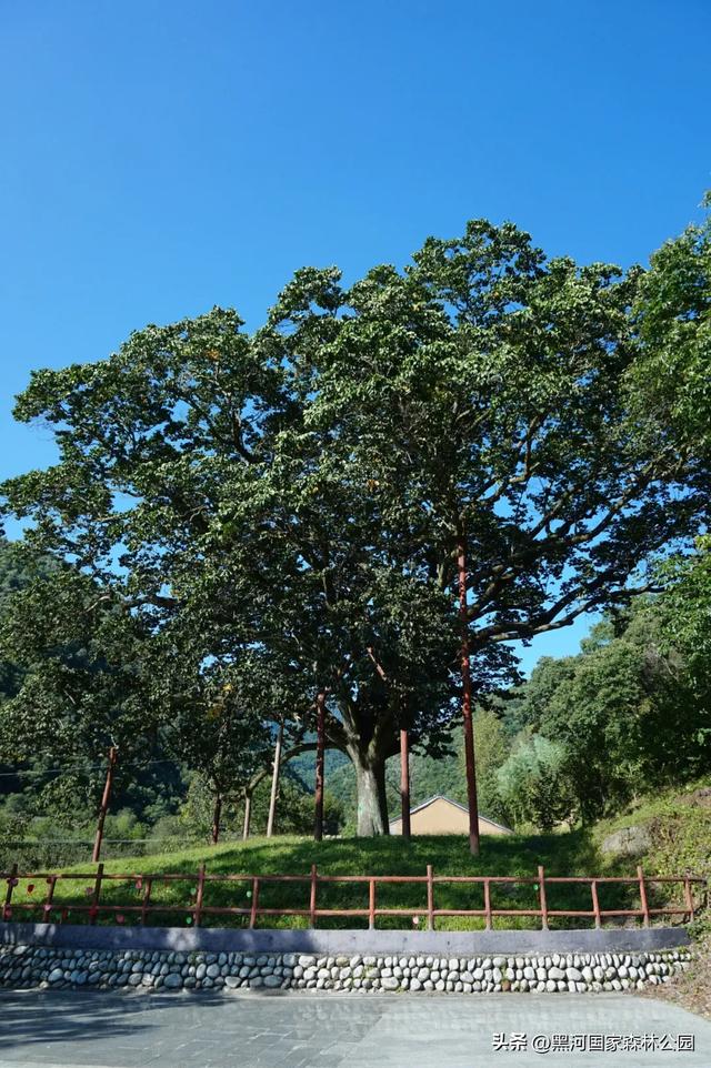 西安人的夏日消暑指南,黑河的清凉山水比空调更治愈→