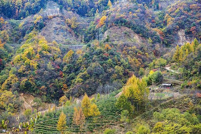 2024深秋四川行19 神农架风景区2 华中屋脊的五彩秘境