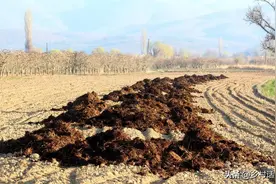哪种肥料氮磷钾含量高？各种肥料氮磷钾含量是多少？这里已经全了图片