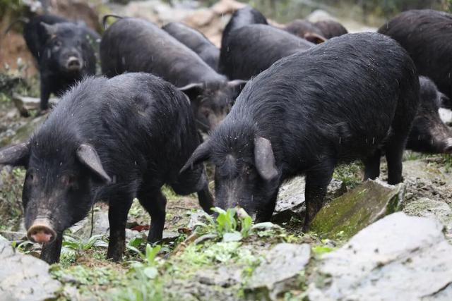 快乐值拉满！1月17日，来屏山赏油菜花海、免费吃彝家刨汤宴……
