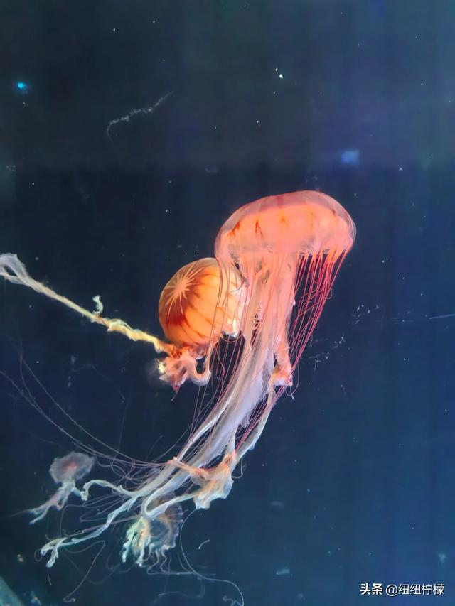 周末,带孩子到商场里的海洋世界玩一玩