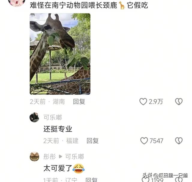 笑不活！国庆假期动物园的动物都吃yue了，网友:每逢佳节胖三斤