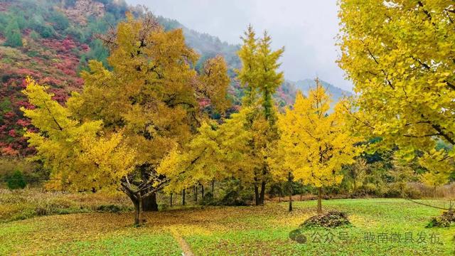 嘉陵江畔，静观一季秋色流转