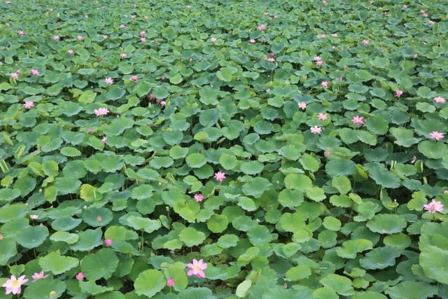 【文明旅游】太原：难老泉润稻荷香