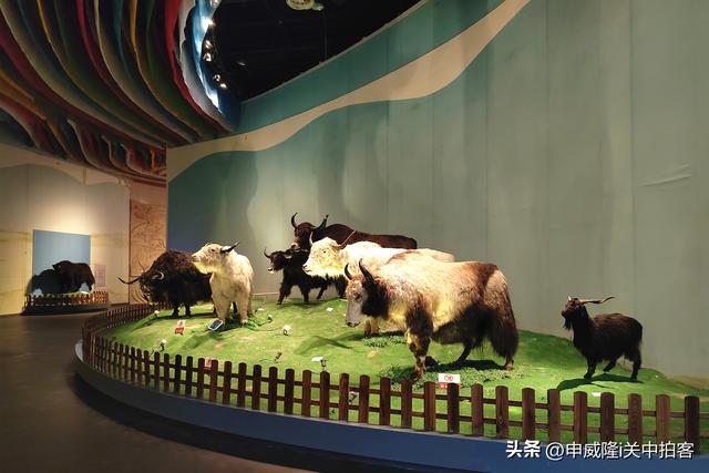 拉萨市：参观西藏牦牛博物馆