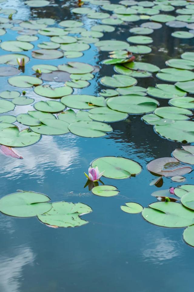 藕花深处棹歌远，江汉夏日荷风集
