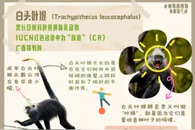 来广西听白头吗喽，赏粉色海豚啦！|神奇动植物在哪里图片