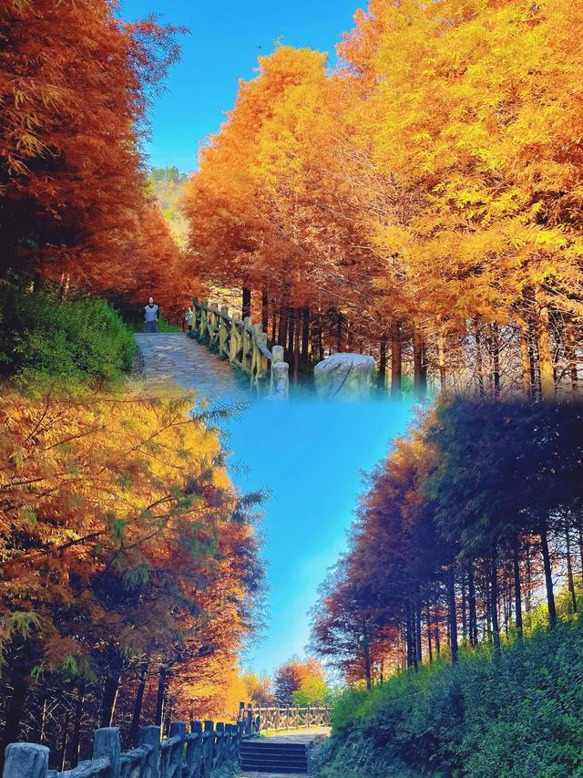 【初冬打卡指南】都匀绿博园“限定红杉雾镜”上线！