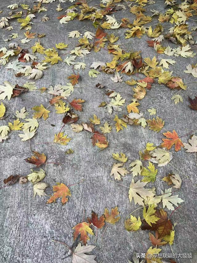 左家峪：莱芜和庄大山里深藏的一座美妙山村