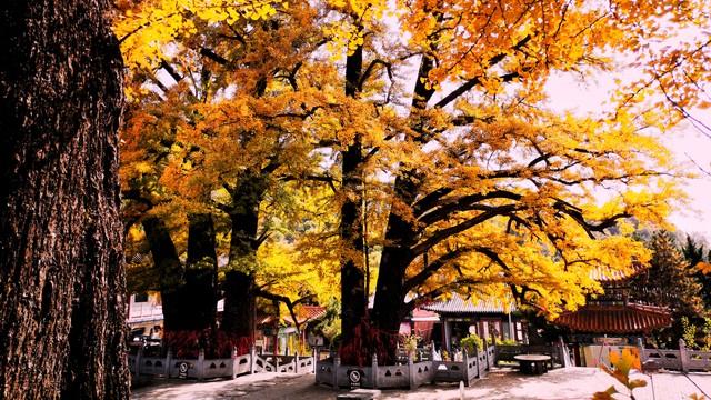 不藏了，河南5个禅意秋景点，帮你在市井中奔波的你寻回内心宁静