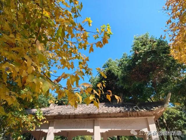 温州这个闹市中的公园,冬天亦有一番好风光!