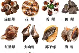 中国可食用的十大名螺，你知道螺蛳是哪种螺吗？图片