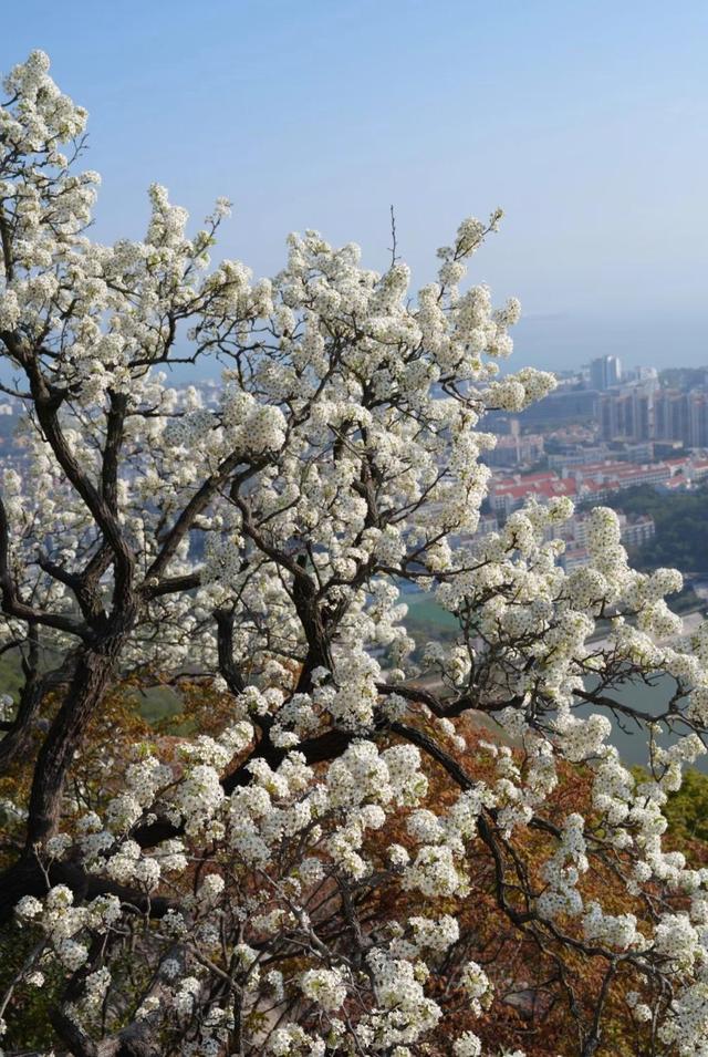 厦门植物园海豚石，山顶一块岩石，因生动的外观而备受登山者喜爱