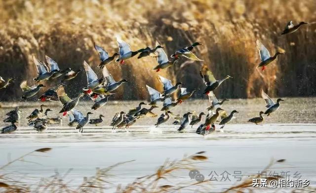 这个秋天，回“乡”看看