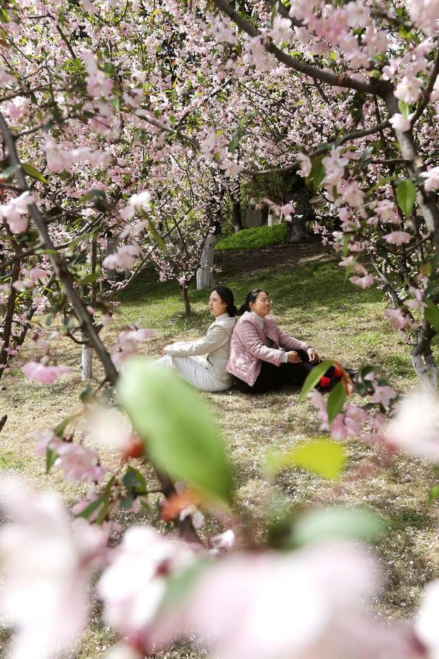踏青赏花不负春光