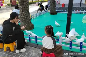 厦门海沧“狗公园”与“鸽子阵”图片