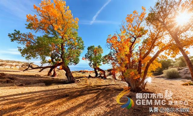 青海格尔木：戈壁流金 胡杨“盛装”迎秋