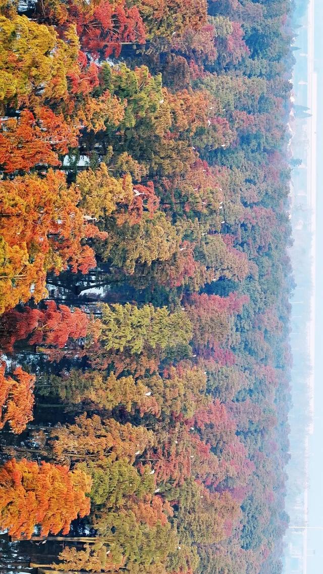 红了红了！最佳观赏期已到