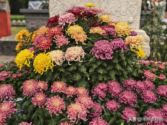 秋风独宠一园菊，晚来香艳出樊篱——北京北海公园2025年菊花展