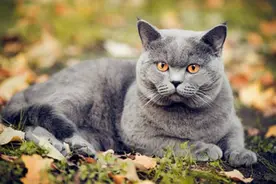 全世界100个宠物猫品种大赏！图片