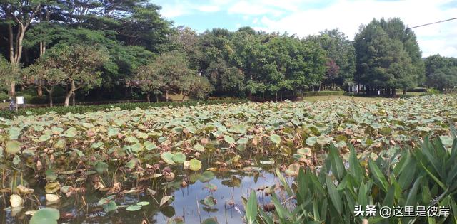 普洱五湖国家湿地公园
