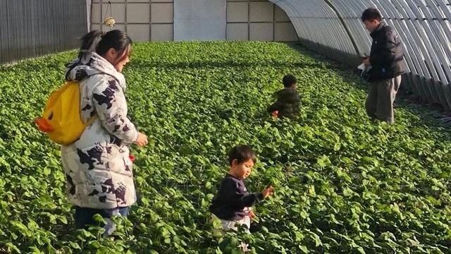 赴草莓小镇，寻地道年味！