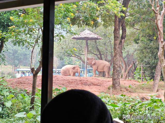 参观广州长隆野生动物园，全程感觉眼累手累腿不累