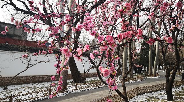 北京大观园“梅花”提早绽放 古风新春景致惊艳亮相