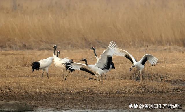 【黄河口生态旅游区】黄河口最美观鸟季已上线,赏鸟正当时!快来邂逅候鸟之约吧!