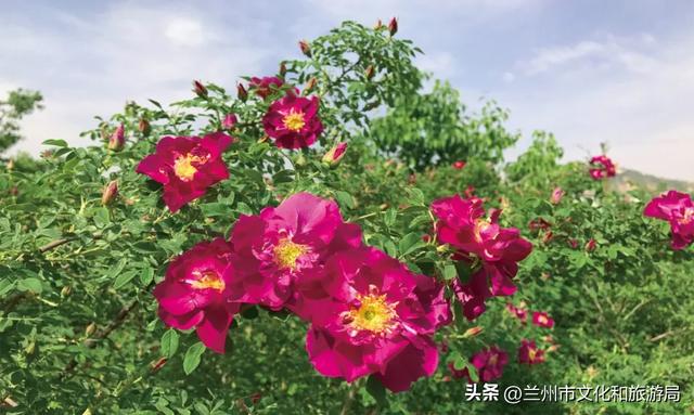 嗨玩兰州！国庆、中秋双节前后兰州文旅推出百项群众文化活动指南