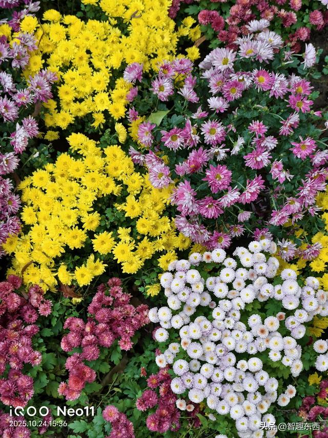 2K屏同档高配！ 双芯iQOO Neo11电竞手机初体验