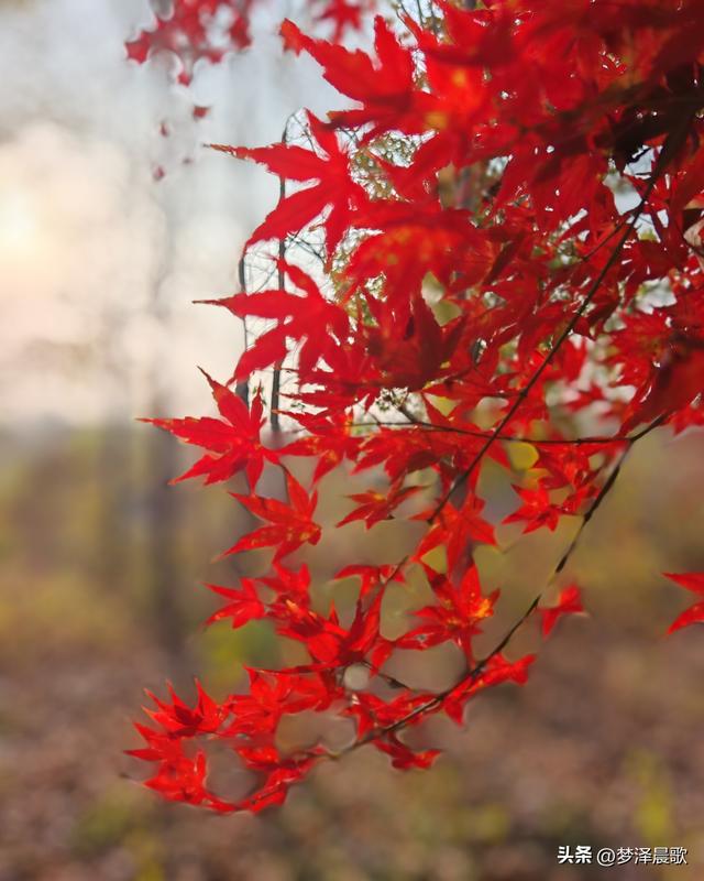 千年古城湖北云梦 冬日暖阳红枫艳