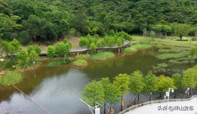 落羽杉红了!深圳坪山最浪漫的“美拉德季”如约而至