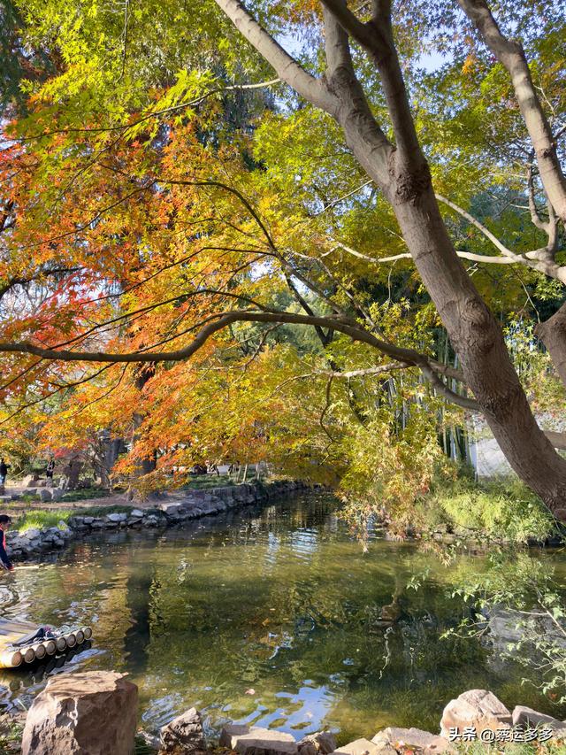 沪上园林古猗园已达颜值巅峰