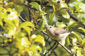 园博苑迎来“有镜头感”的新朋友！是厦门记录到的第446种鸟类图片