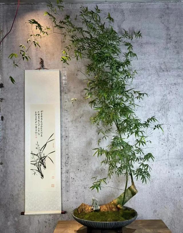 两万块钱买棵竹子 家里孩子倒是玩得开心 大家都在网上吵翻天