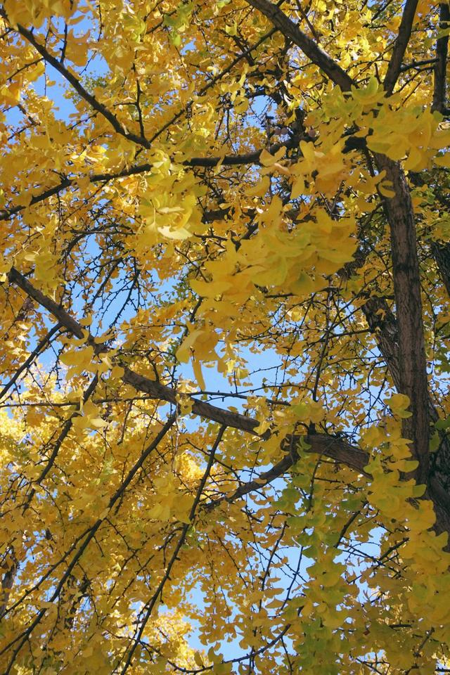 速报！长沙这个地方银杏浓度达100%，赏芦苇、砍甘蔗，遛娃惊喜超多