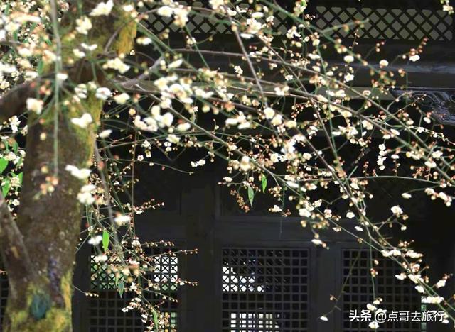 成都赏梅花的寺庙，你该去哪个？青砖红墙，一派梅花盛景，免费！