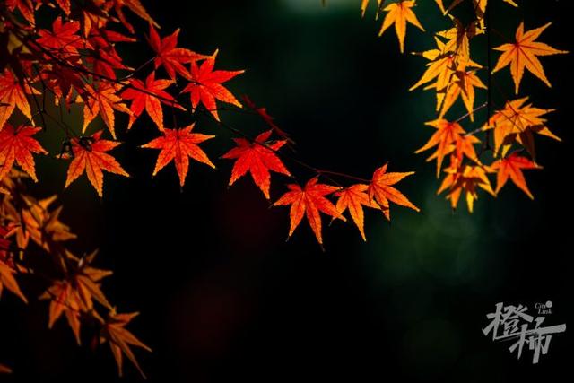 杭州最近美“枫”了，红枫和鸡爪槭还“傻傻分不清楚”？