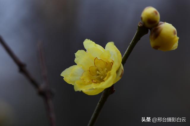 达活泉公园腊梅（美图）