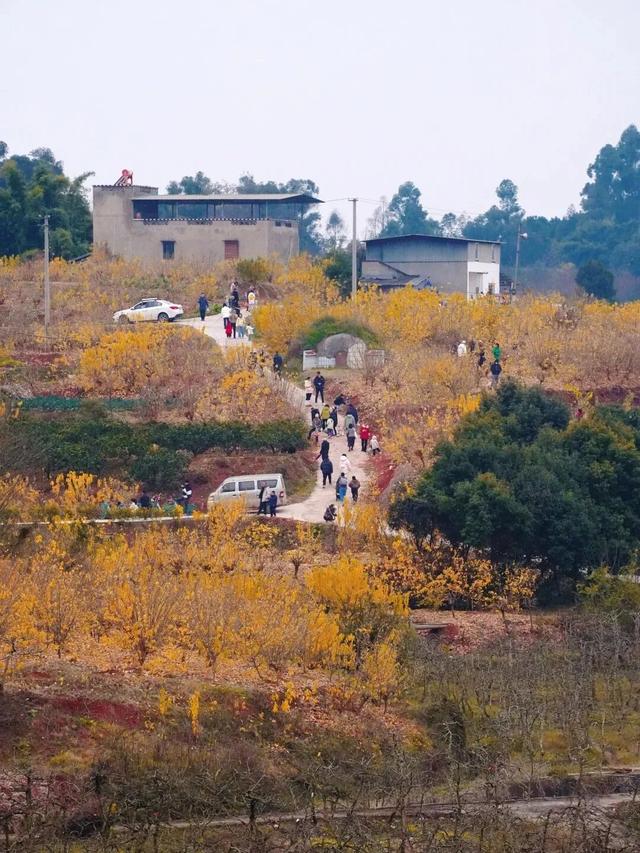 寒风再烈、冬日再冷，蜡梅照样艳压全场！