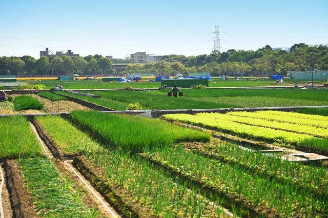 石碣好 “景”！拥抱生态绿地，感受田园风光~