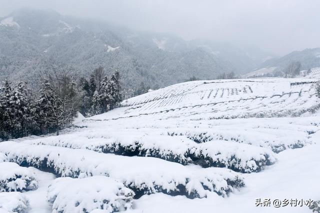 今冬数九时间表来了！从哪天开始入九？春节在几九？过年很冷吗？